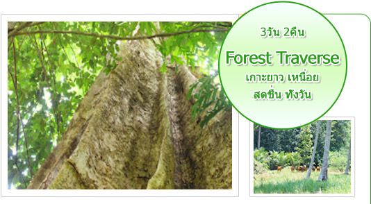 Forest Traverse: เกาะยาว เหนื่อย สดชื่น ทั้งวัน